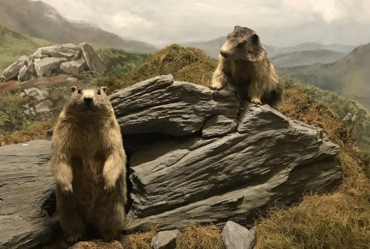Marmottes Neuchâtel Musée histoire naturelle